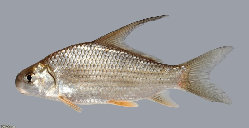 Чукучановых Catostomidae