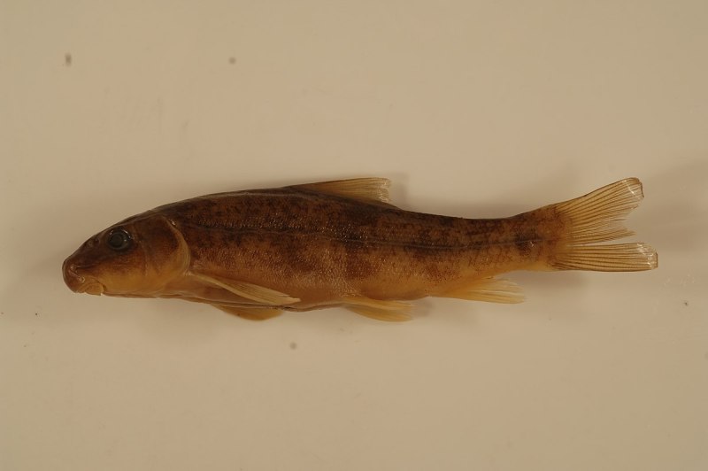 Catostomus Catostomus