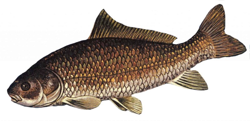Ictiobus cyprinellus