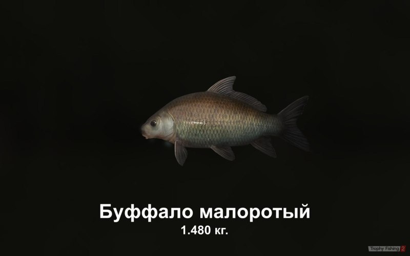 Малоротый Буффало Fishing Planet