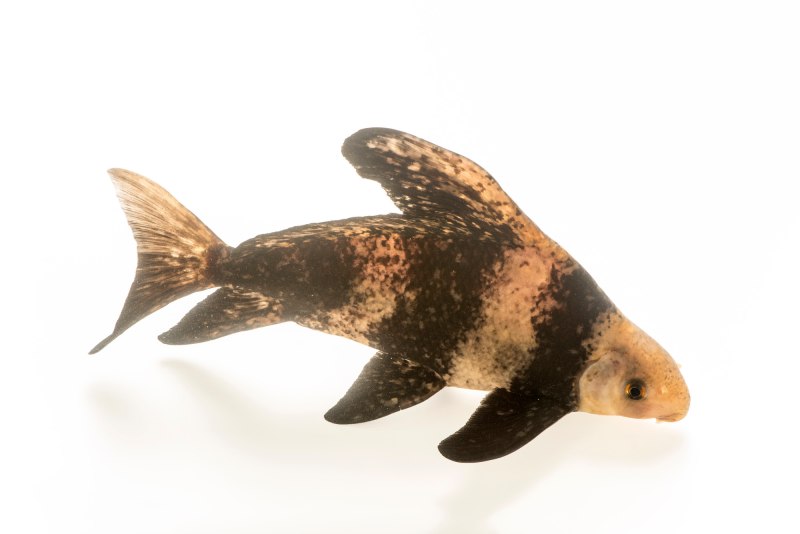 Парусник (Миксоциприн, Чукучан китайский) (Myxocyprinus asiaticus)