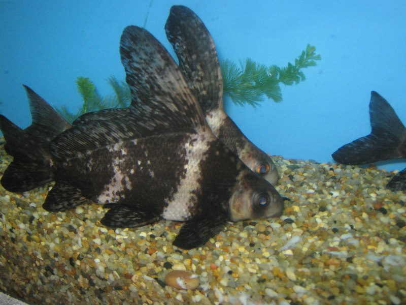 Парусник (Миксоциприн, Чукучан китайский) (Myxocyprinus asiaticus)