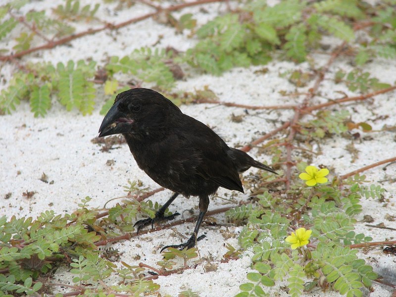 Geospiza conirostris