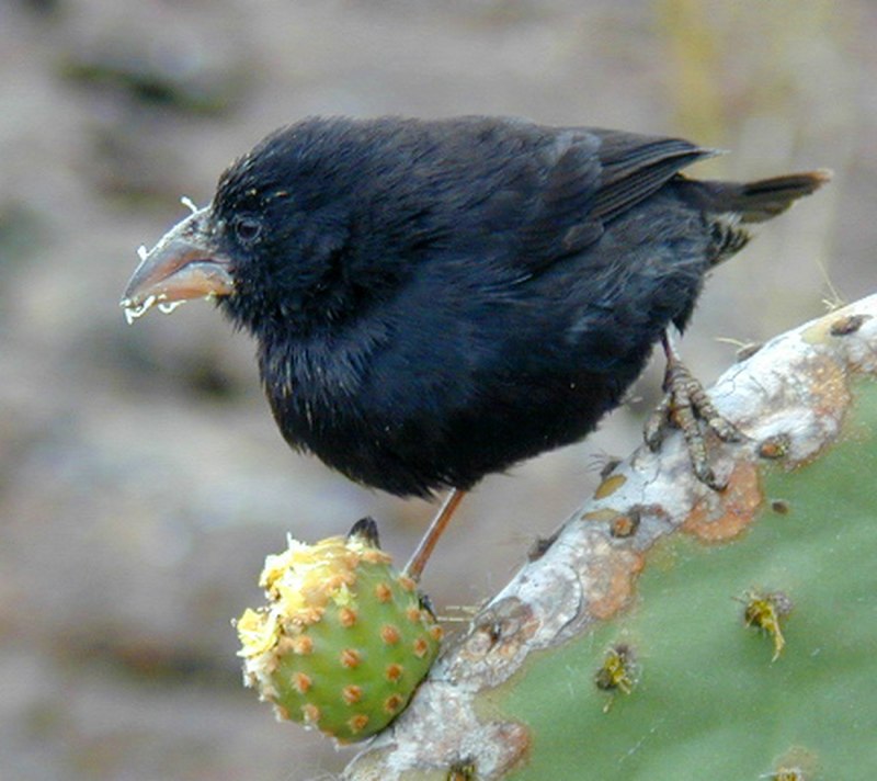 Geospiza conirostris