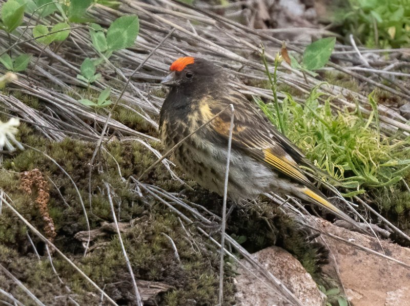 Корольковый вьюрок Serinus pusillus