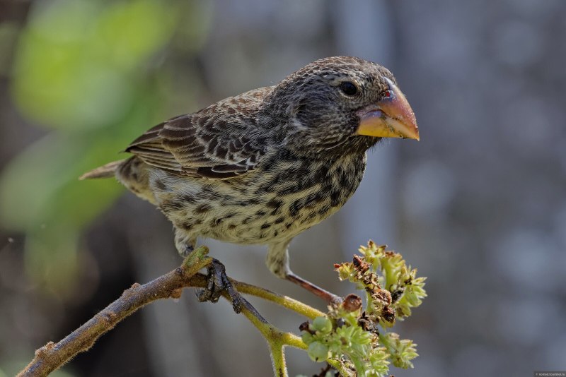 Geospiza magnirostris