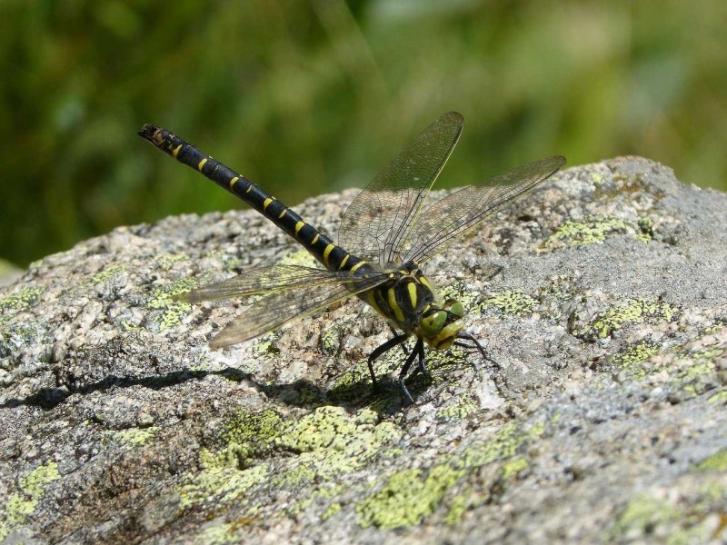 Cordulegaster boltonii