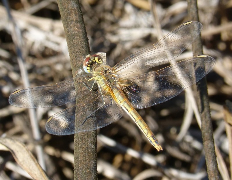 Cordulegaster boltonii
