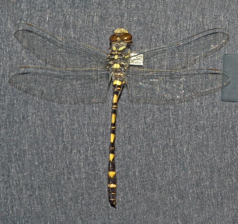 Cordulegaster boltonii личинка