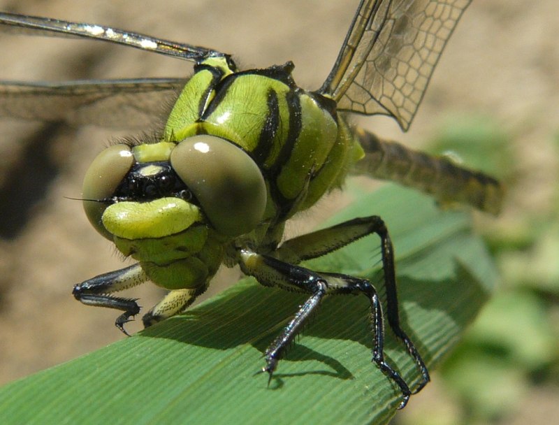 Ophiogomphus Cecilia