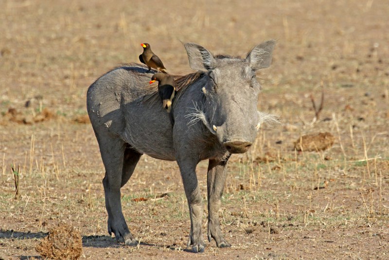 Бородавочник Phacochoerus