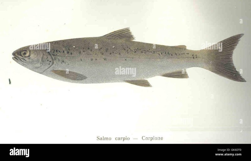 Salmo Aphelios