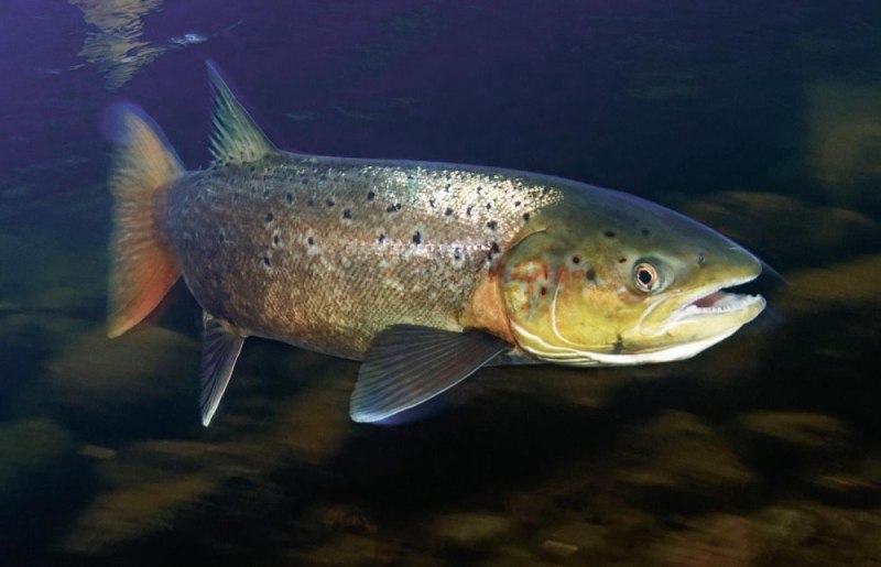 Лосось Salmo Salar.