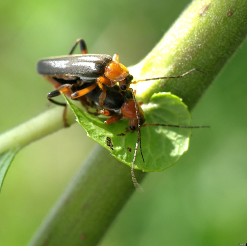 Клоп-солдатик – Pyrrhocoris apterus