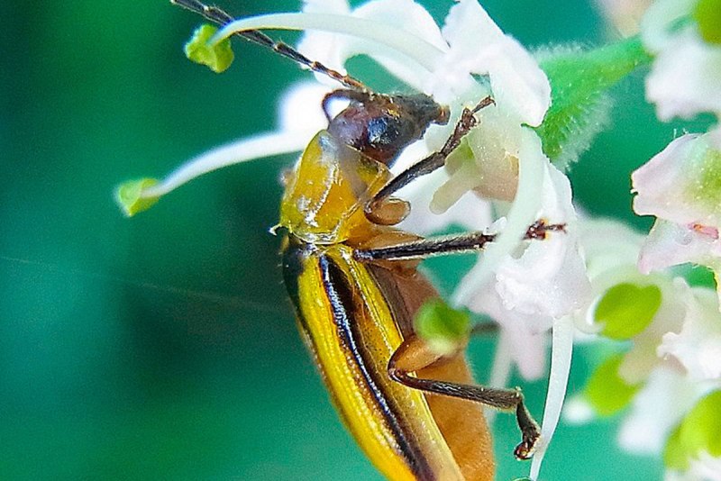 Diabrotica virgifera virgifera