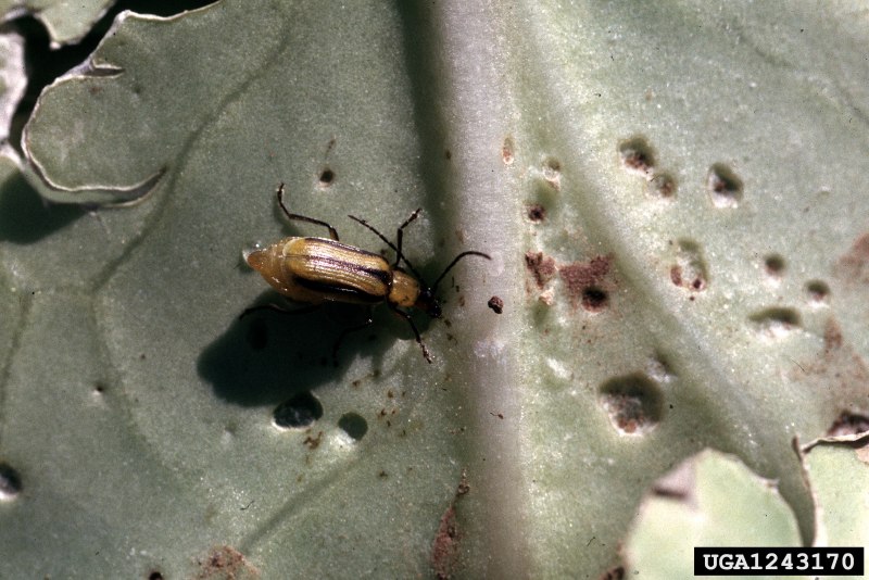 Diabrotica virgifera