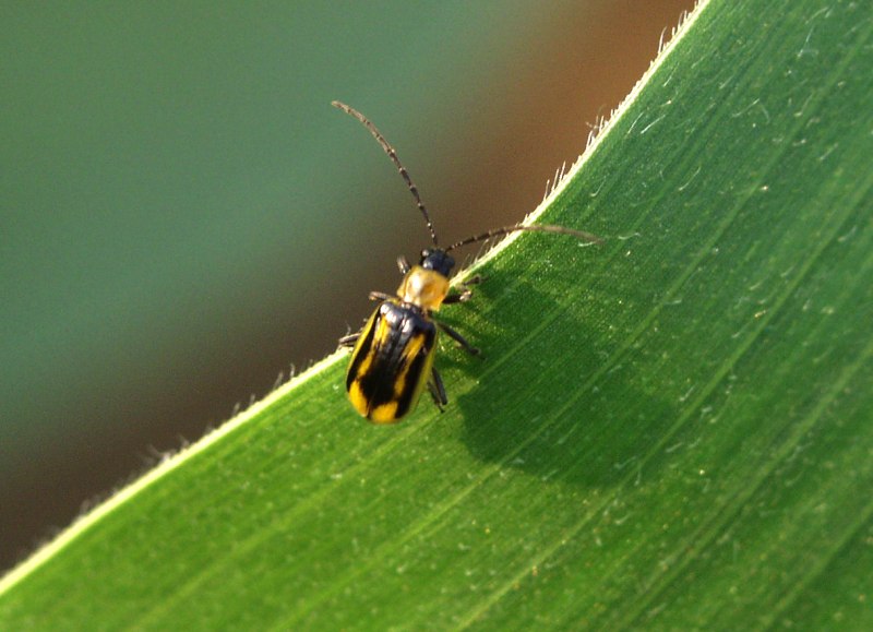 Diabrotica virgifera