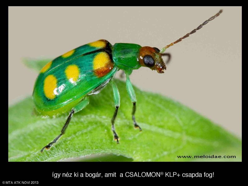 Cucurbit Beetle (Diabrotica speciosa Germar)