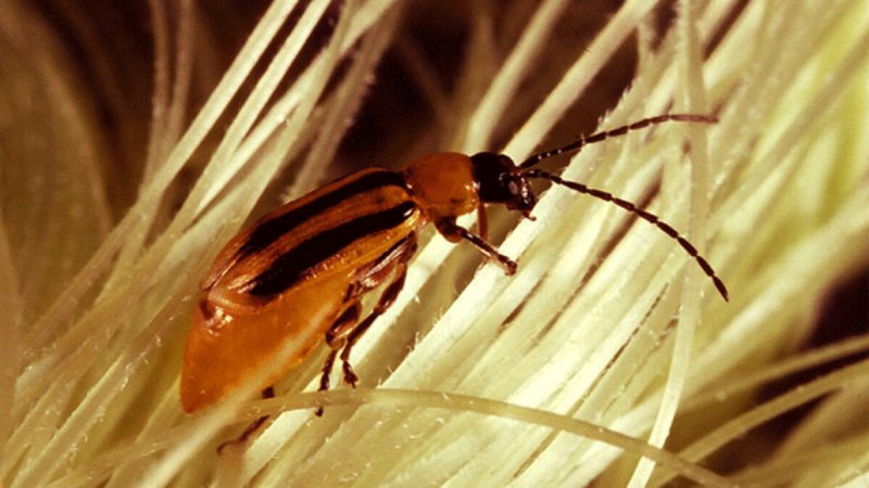 Жук Diabrotica virgifera фото