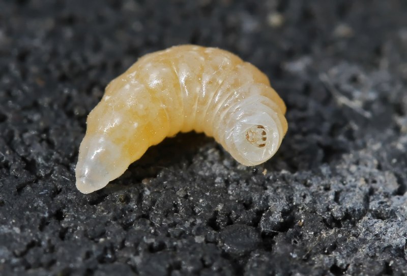 Tromatobia ovivora