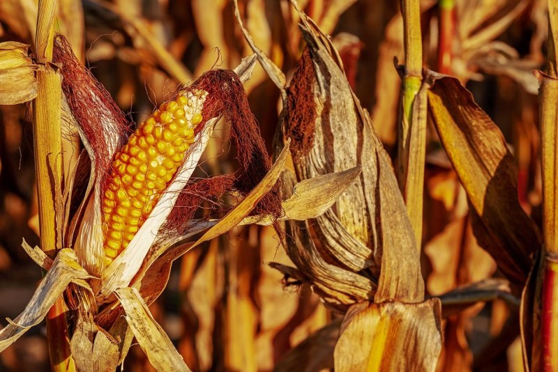 Кукуруза (Zea Mays z.)