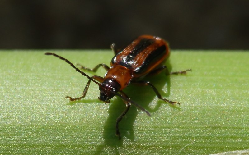 Diabrotica virgifera