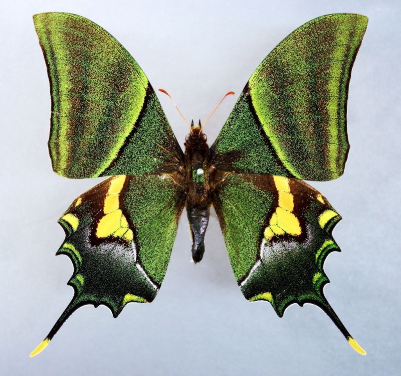Teinopalpus Imperialis
