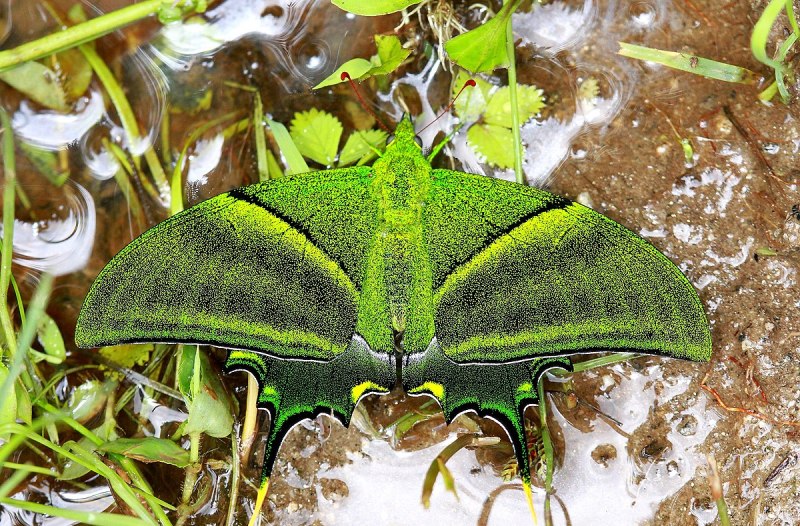 Teinopalpus Imperialis