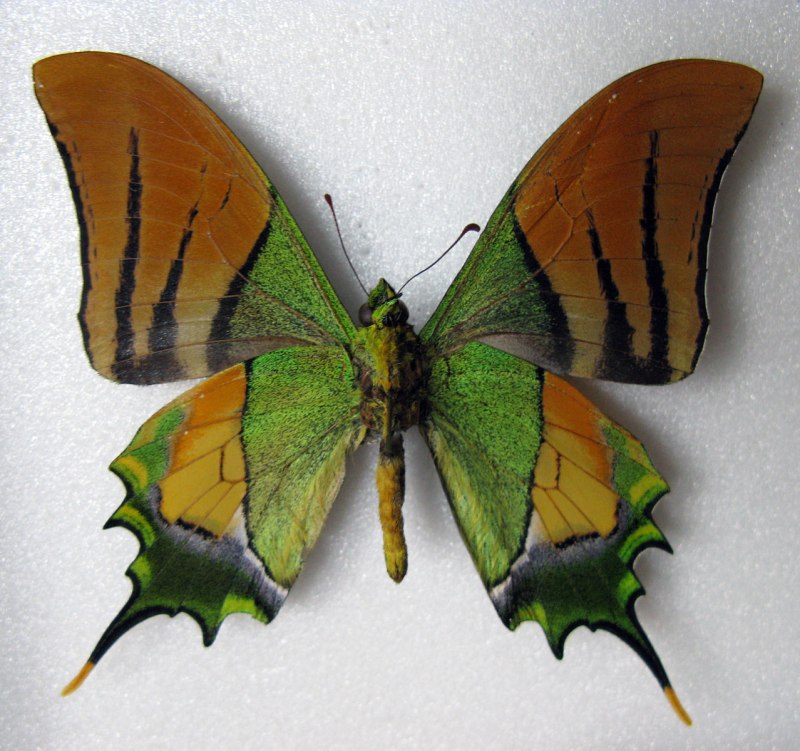 Teinopalpus Imperialis