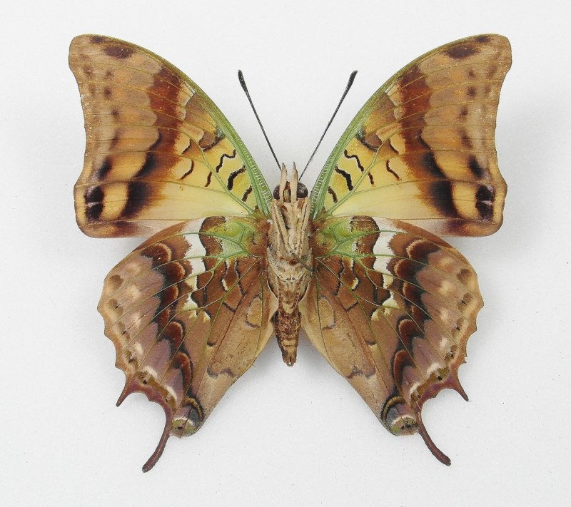 Зеленый Император – Charaxes candiope