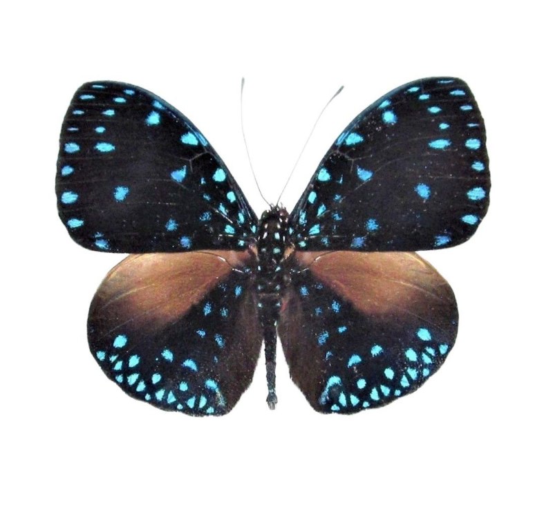 Hamadryas Laodamia бабочка