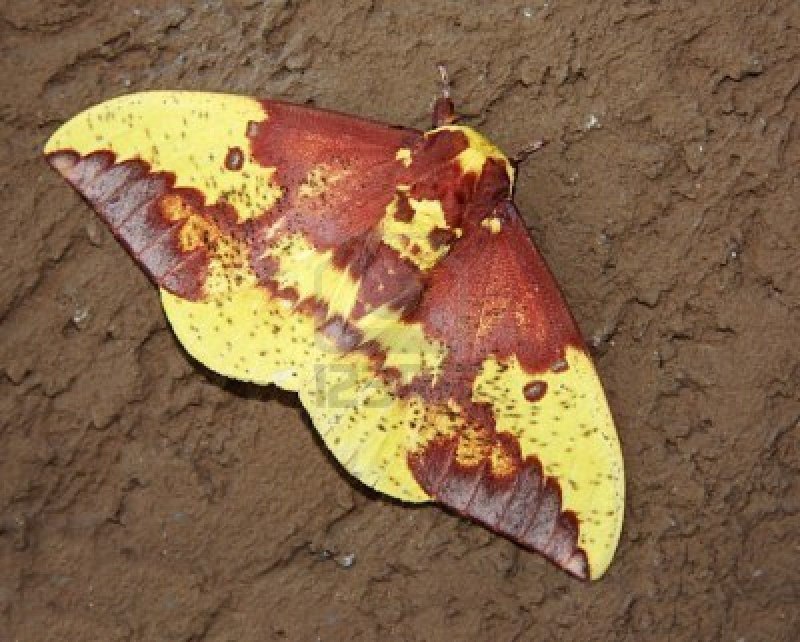 Imperial Moth