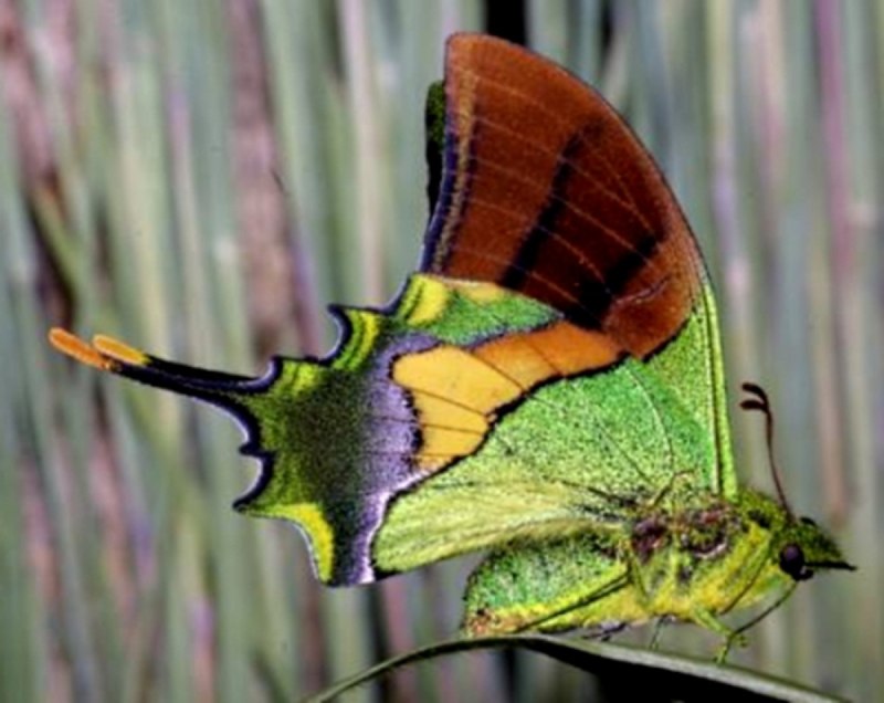 Teinopalpus Imperialis бабочка