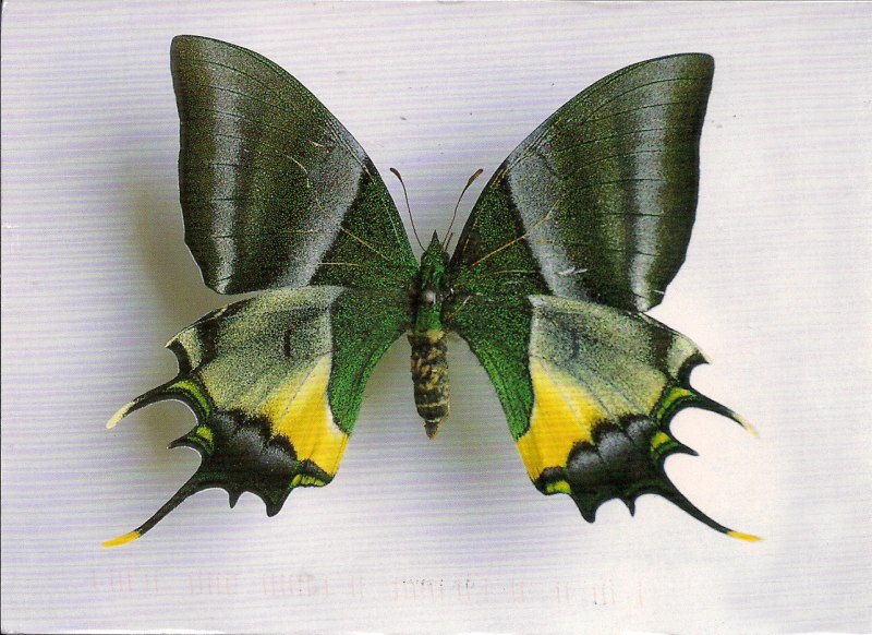 Teinopalpus Imperialis