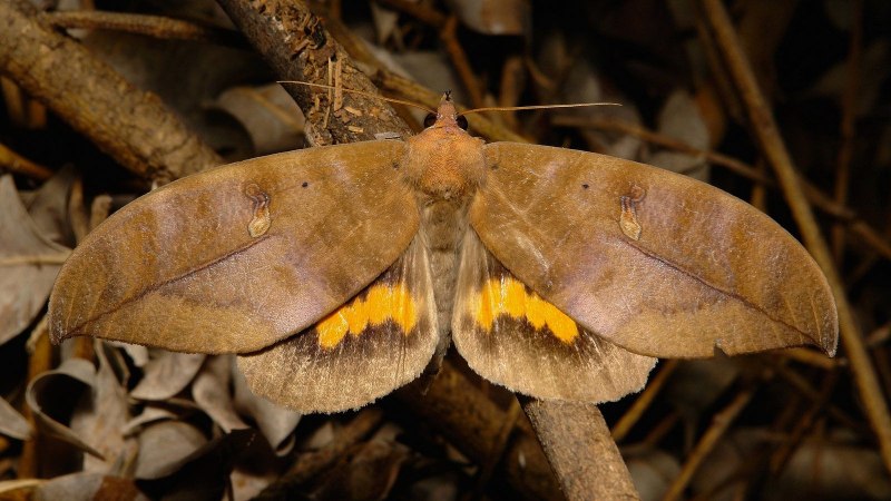 Euthalia Telchinia