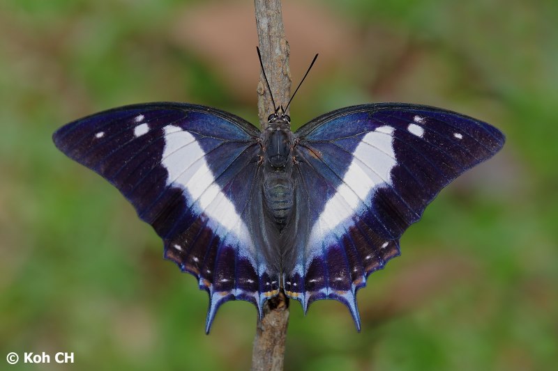 Хвостатая Императорская бабочка (Polyura Sempronius)
