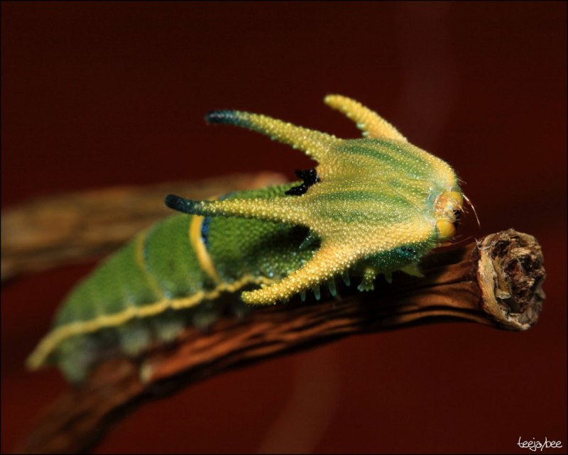 Гусеница императорской хвостатой бабочки Polyura Sempronius.