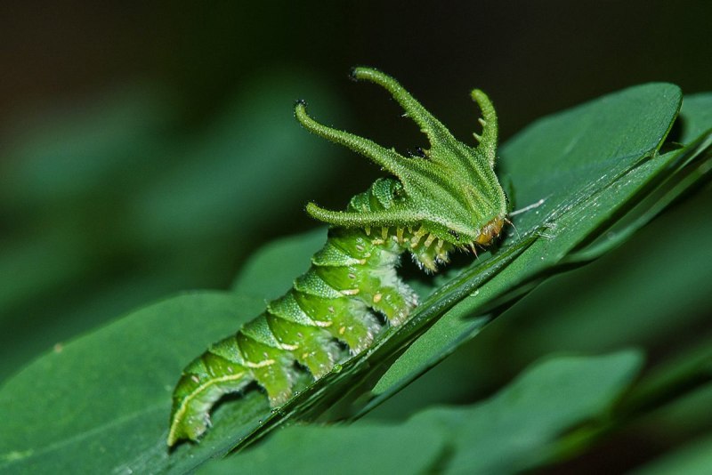 Polyura Athamas гусеница