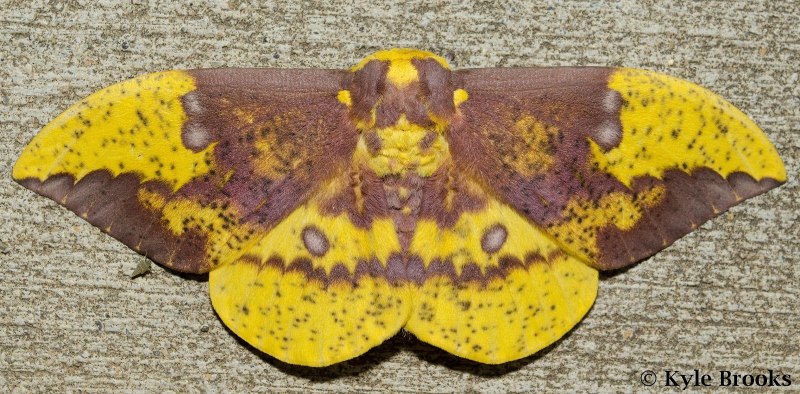 EACLES Imperialis