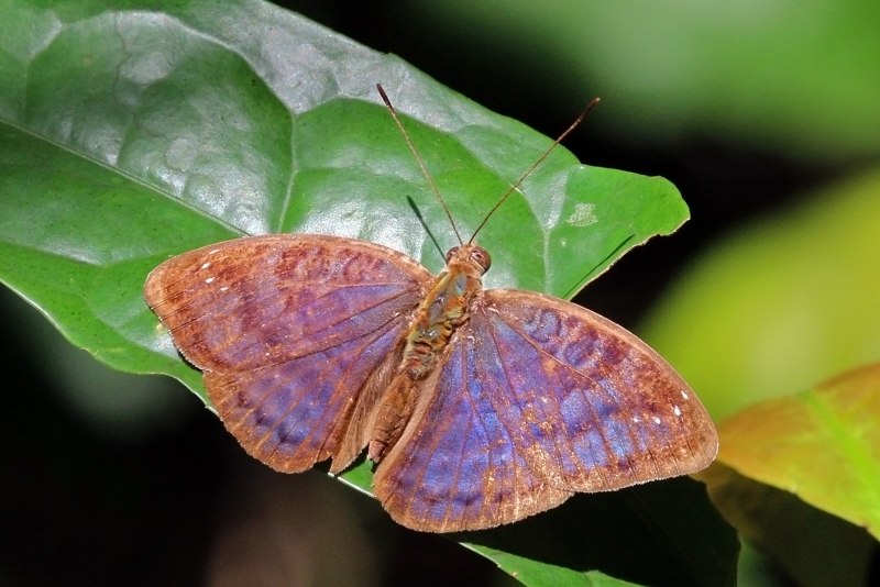 Tmesorhina barombina