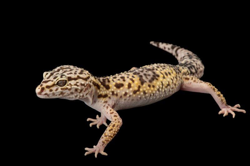 Eublepharis angramainyu