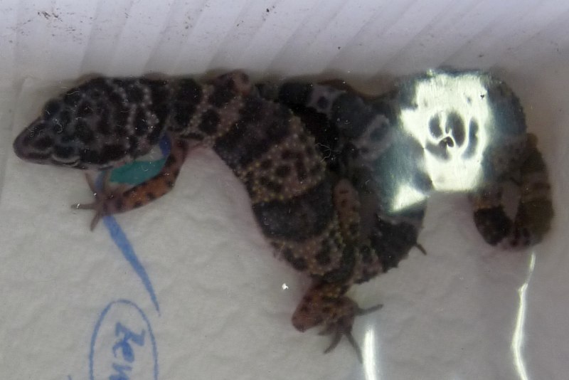 Eublepharis turcmenicus