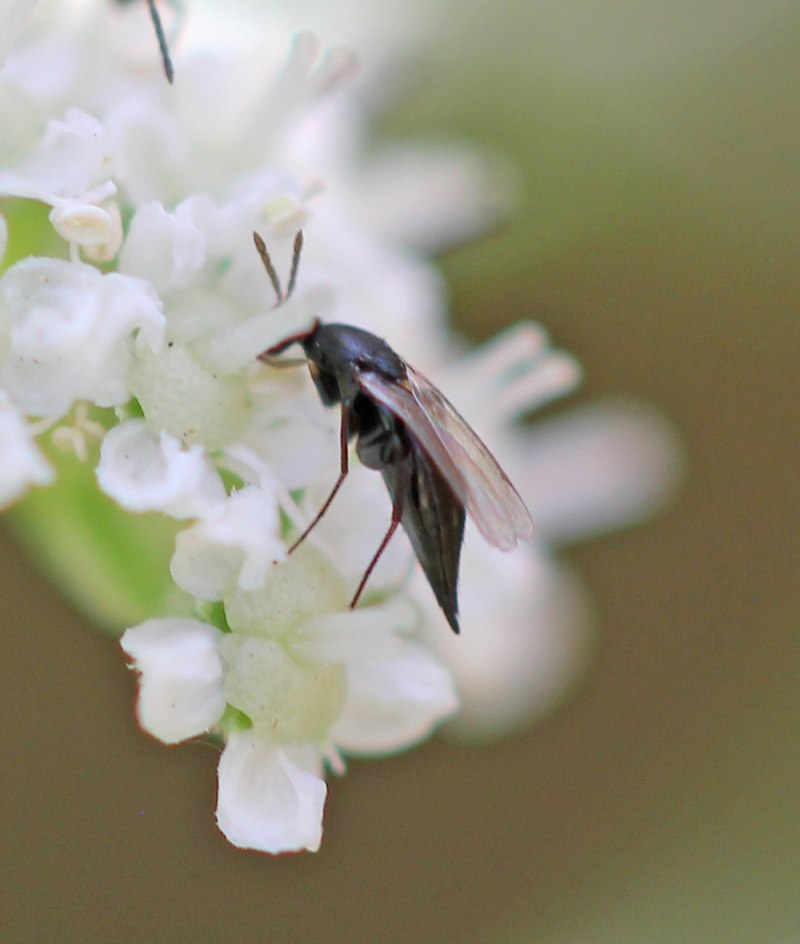Эласмус – Elasmus albipennis Thomson