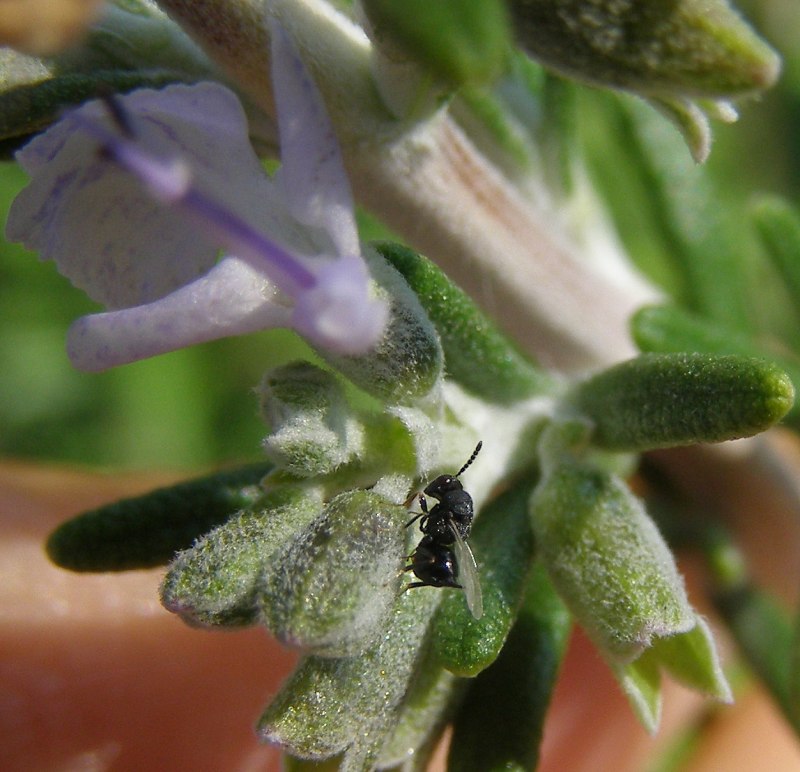 Eurytoma