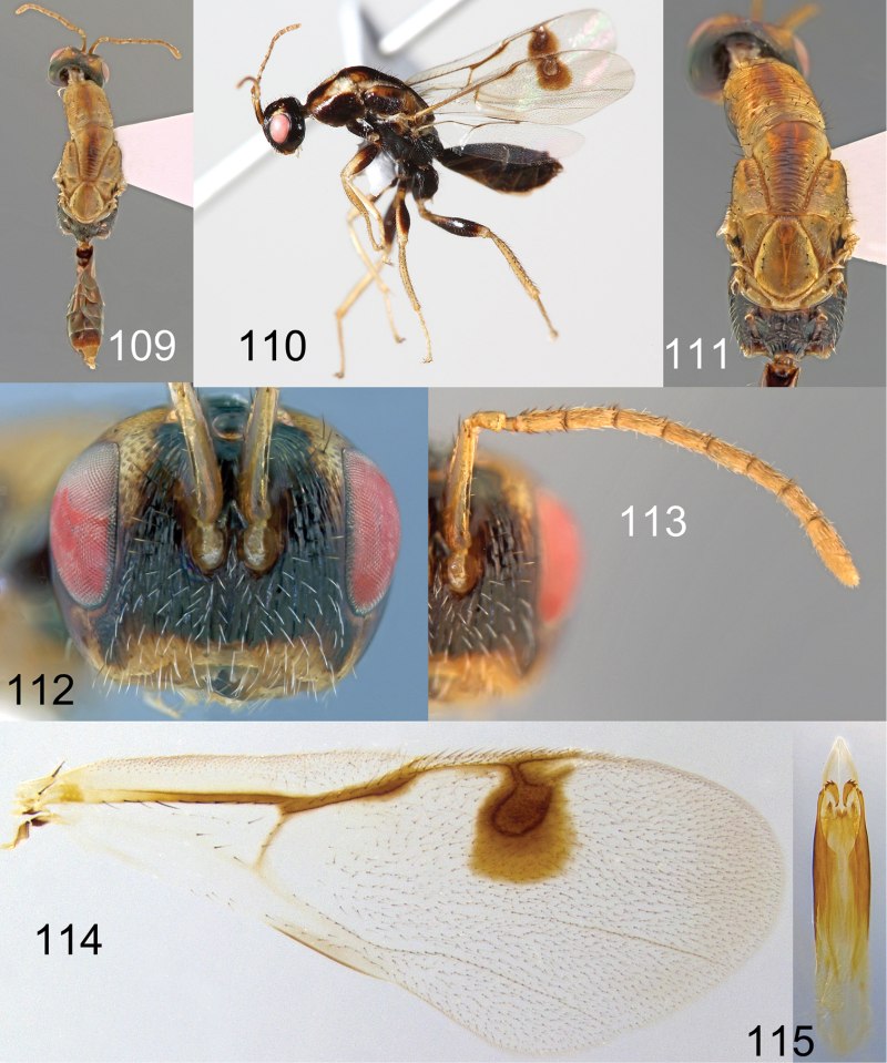 Megastigmus pistaciae