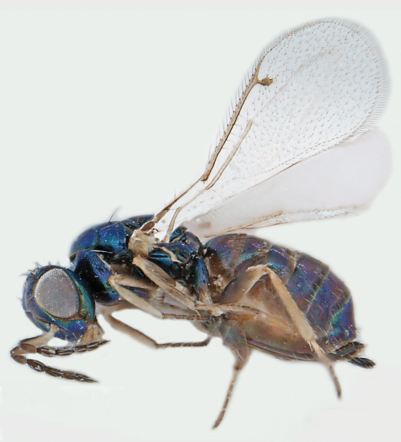 Dicopomorpha echmepterygis