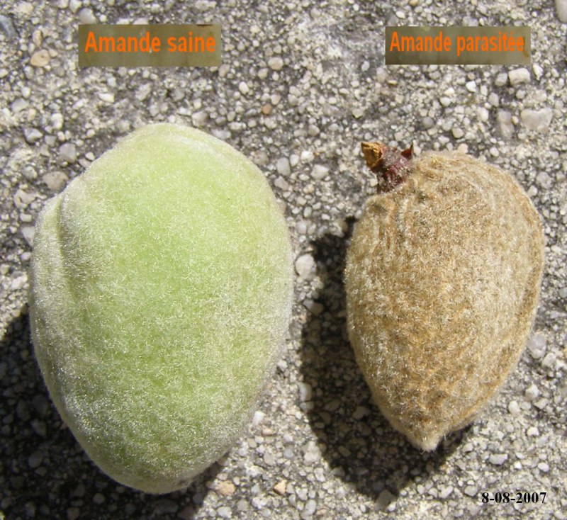 Emulsi Seminis Amygdali Dulcis