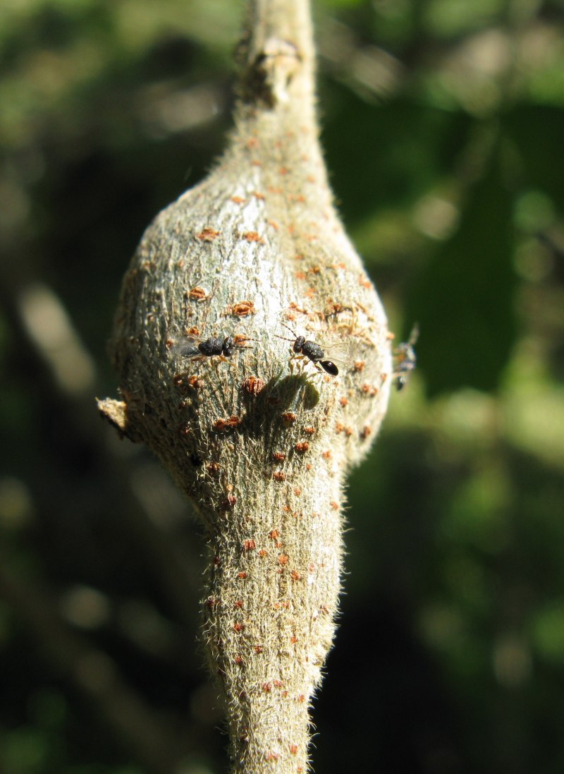 Galls on Buds перевод