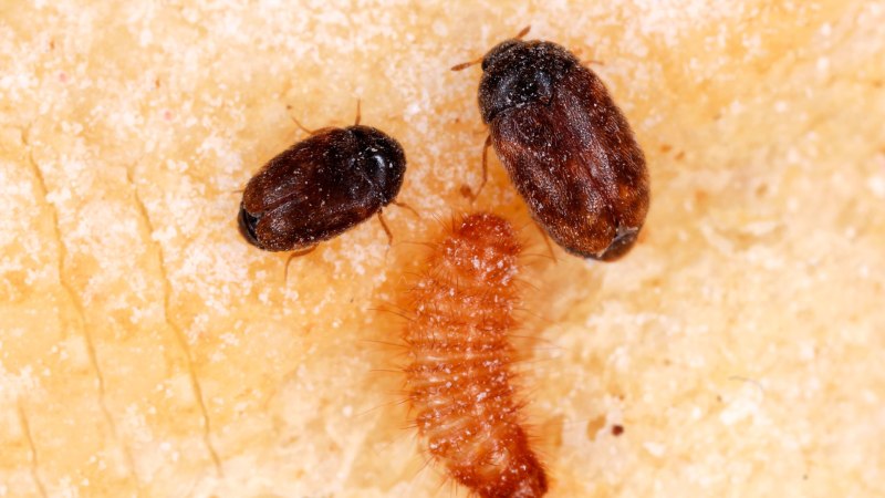Trogoderma Granarium (капровый Жук)