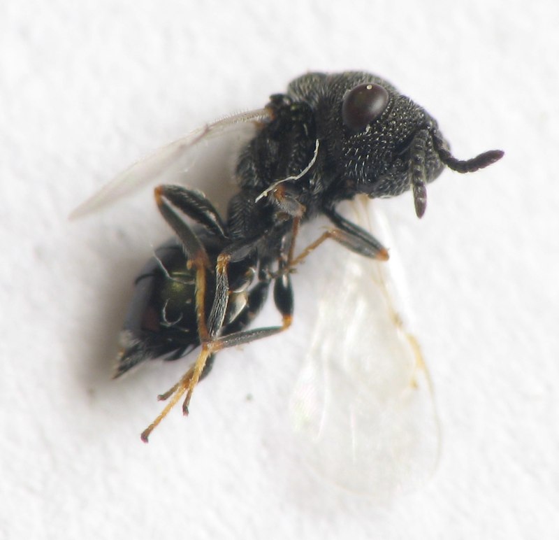 Сем. Eurytomidae